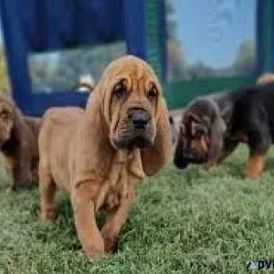 Bloodhound Puppies