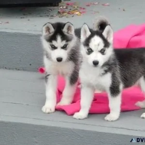 Siberian Husky puppies