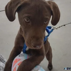 chocolate lab