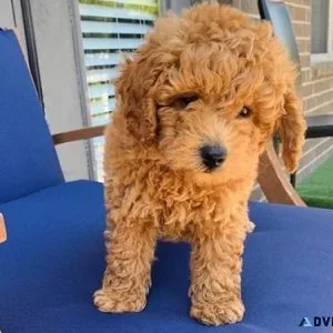 Cute Goldendoodle Puppies