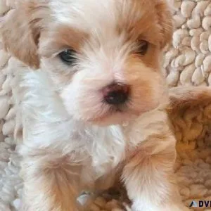 Maltipoo Puppies