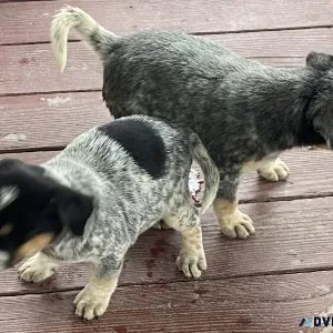 Australian cattle Dog ( Blue Heeler) puppies available for sale