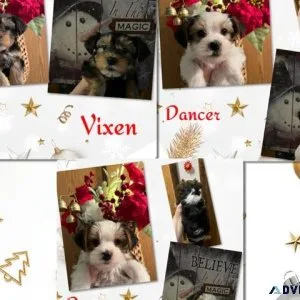 AKC Yorkshire Terrier Puppies