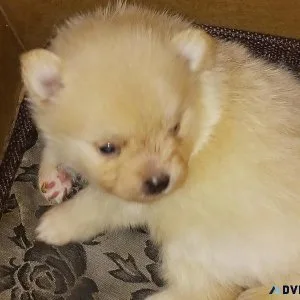 CKC Pomeranian Puppies For Sale