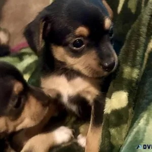 Chorkie (ChihuahuaYorkie) Puppies for Sale
