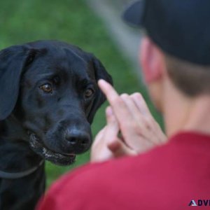 Best Dog Trainer in Agra  Behaviour and Toilet Trainer