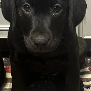 Champion Bloodline AKC Labs