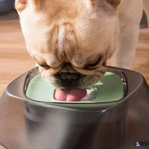 Discover Premium Toys and Accessories at Pupz Corner
