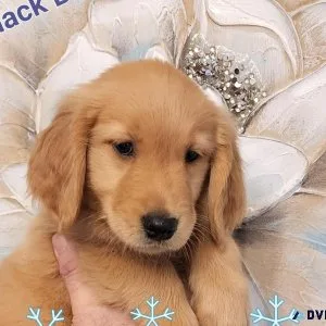 Golden Retriever Puppys