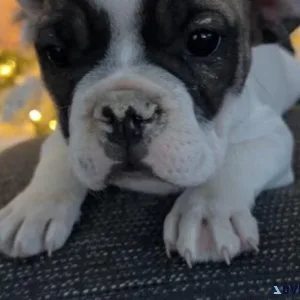 French bulldog puppies