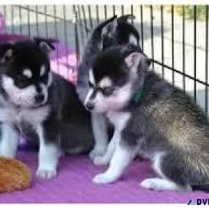 Siberian husky last one