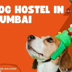 Dog Hostel and Pet Boarding Service in Mumbai