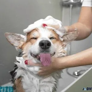 Dog Groomers in Ajmer Dog Baths Haircuts Nail Trimming