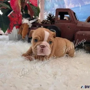 English Bulldog F Chocolate Fawn off CH lines