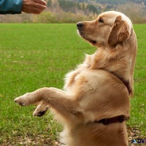 Best Dog Trainer in Kanpur  Behaviour and Toilet Trainer
