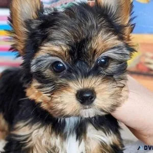 Tcup Yorkies
