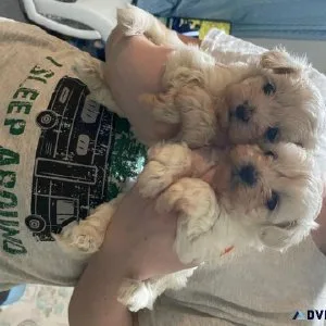 Maltipoo Puppies