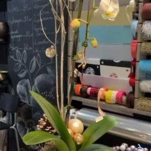 Blooms of Joy