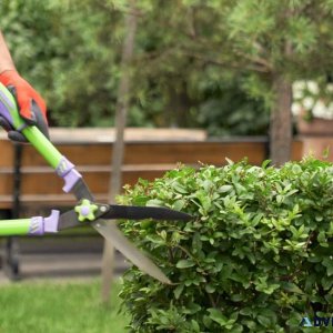 Expert Hedge and Shrub Trimming Services in Toronto