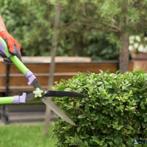 Expert Hedge and Shrub Trimming Services in Toronto
