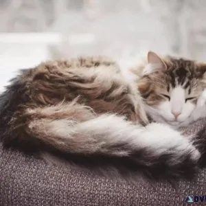 Holiday Treats For Pets - Veterinarians in Downey CA
