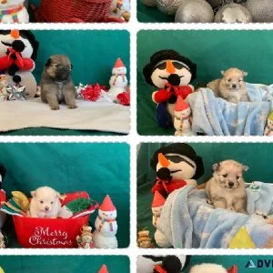 Pomeranians