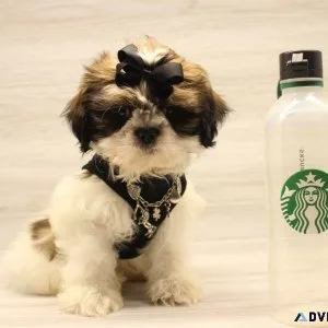 Toy Shih Tzu Puppy For Sale