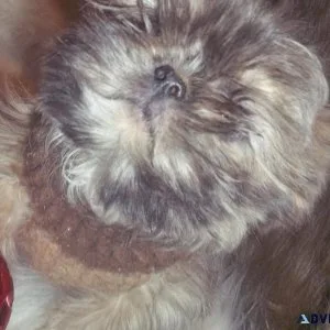 Artemus Blue Dobie Marked Shihtzu