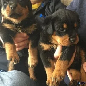 3 Male Rottweiler Cross Puppies