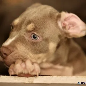XL American bully puppies