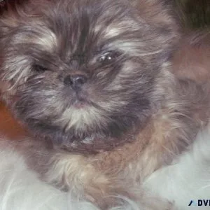 Artemus Blue Dobie Marked Shihtzu