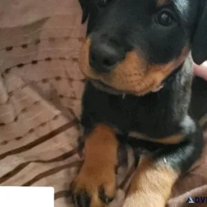 Pure Bred Rottweiler Puppies