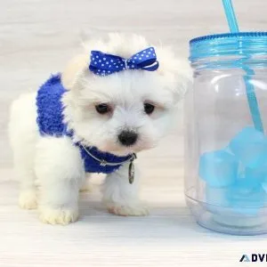 Miniature Teacup Maltese Puppy