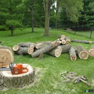 Remove a Tree Today