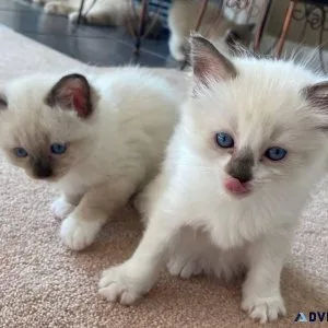 Rehoming Ragdolls