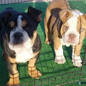 AKC English Bulldog puppies