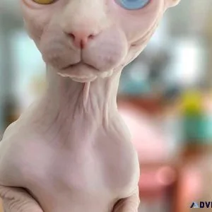 Stunning Sphynx kittens 4 Female 2 Male.