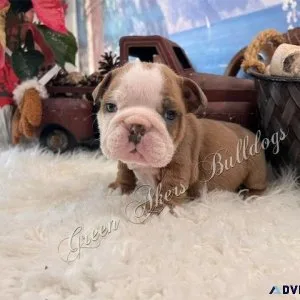 English Bulldog M Blue Fawn off CH lines