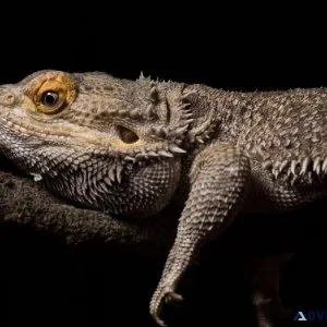 Reptile Awareness Day - Veterinary Clinic in Downey CA