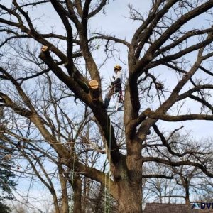 Tree trimming and limb removal