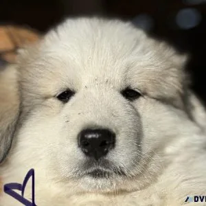 Great Pyrenees puppies