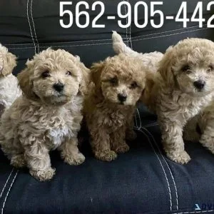 Maltipoo puppies