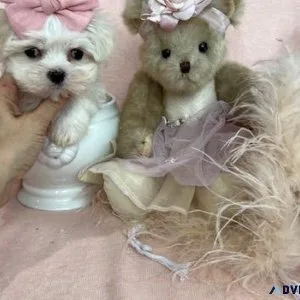 Maltese. Yorkies Poodles Pomeranians
