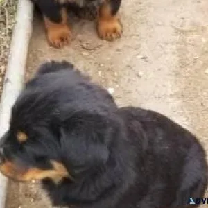 4 year old Female Rottweiler Looking for a new home
