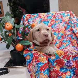 AKC LABRADOR RETRIEVER PUPPIES