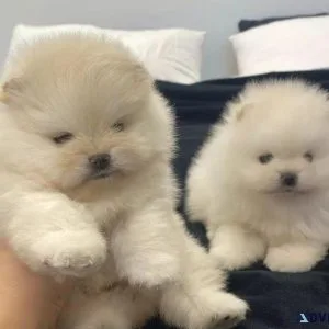 Priceless White Pomeranian Puppies For Adoption