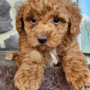 Quality Toy Poodle puppies