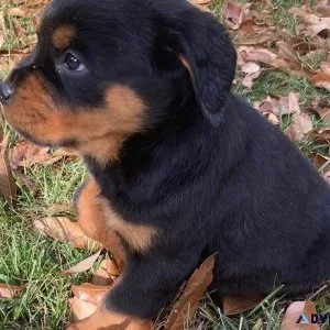 Quality Rottweiler puppies ready