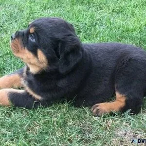jtjyk Rottweiler puppies ready