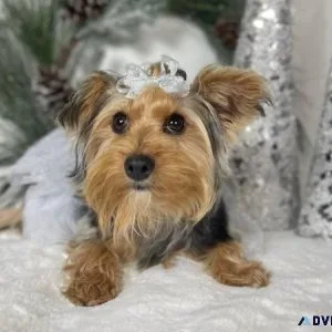 Yorkshire terrier 3 males and 1 female Akc Registered
